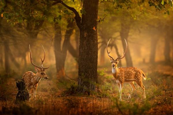 Wildlife